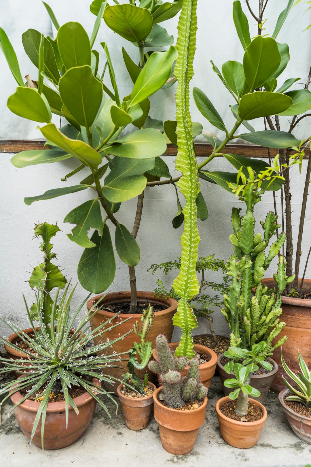 Become a Verified Plant Seller