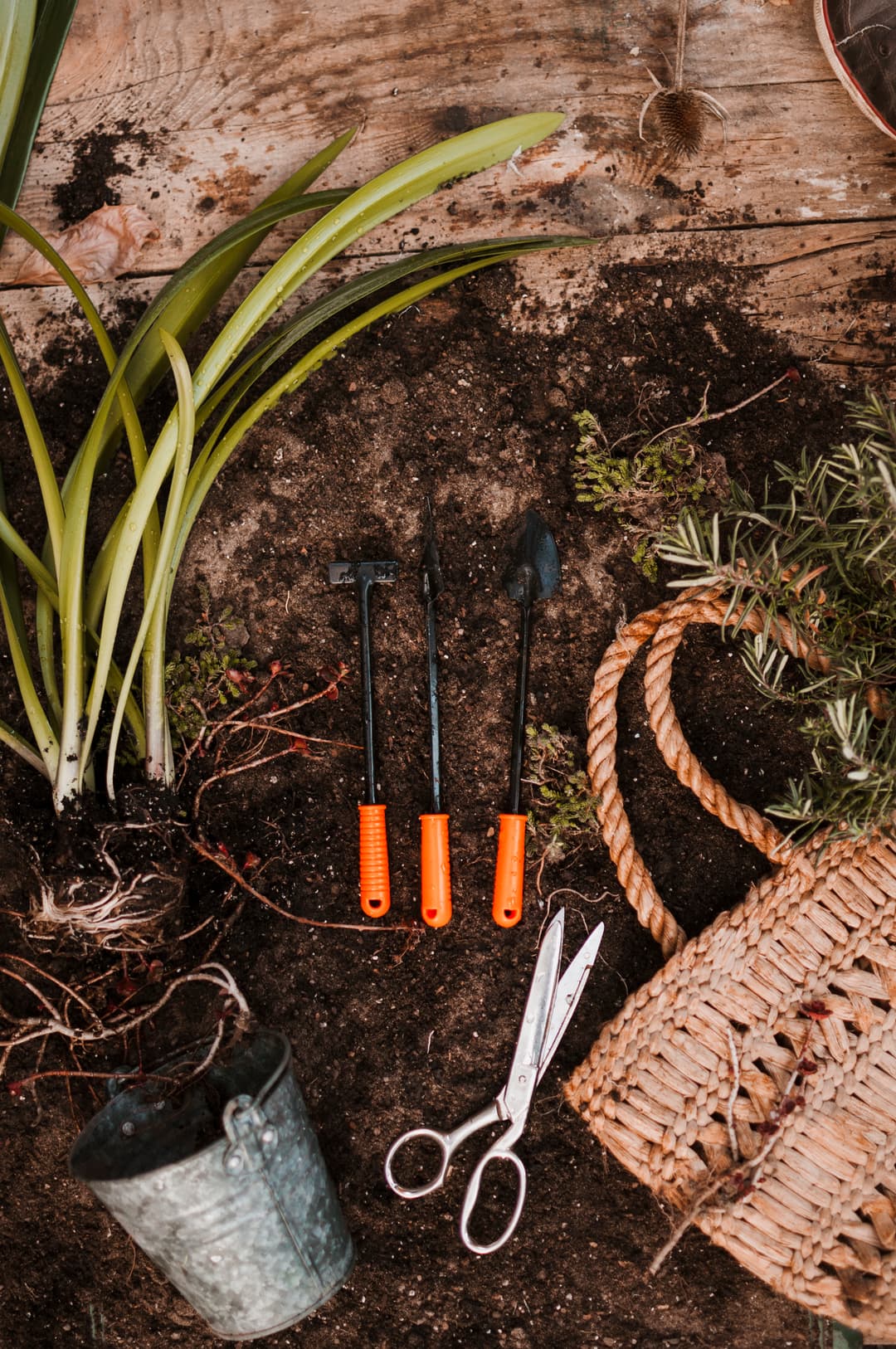 Buy Plants & Gardening Essentials